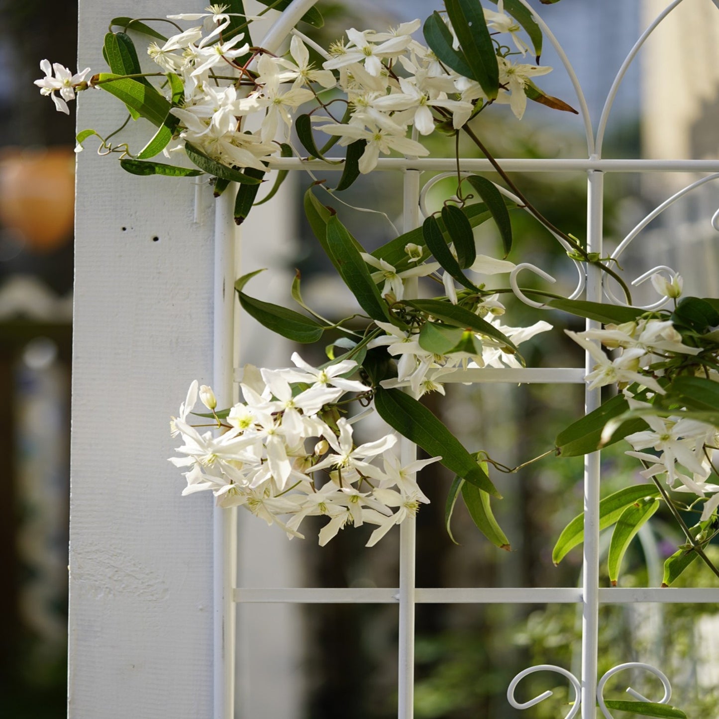 4 Pack Metal Garden Trellis 7  X19.7 Rustproof For Climbing Plants Support
